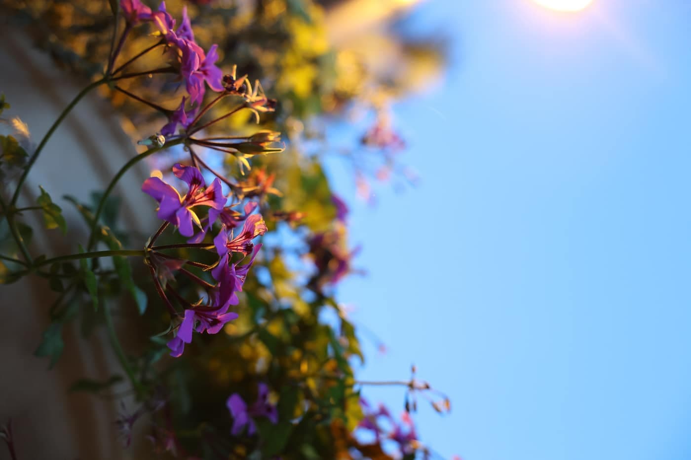 Blomst i lys