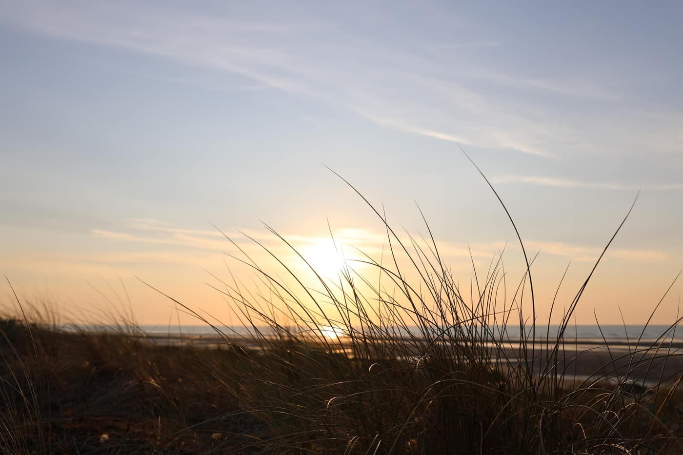 Dune-lys